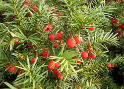 Normal_800px-taxus_baccata_01_ies