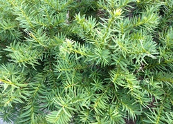 Normal_taxus