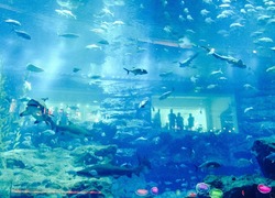 Groep van Koningskind-Westerkwartier naar Aquazoo