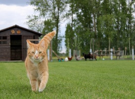 Onderzoek naar misstanden op Groningse zorgboerderij